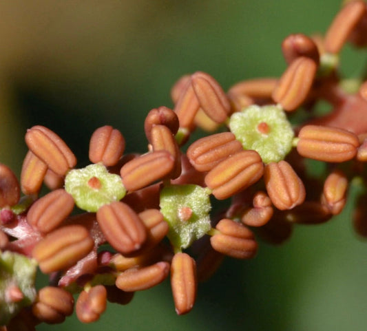 Ceratonia siliqua SEEDS