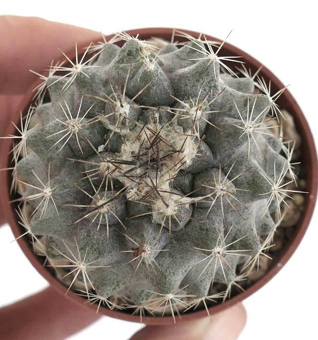 Copiapoa humilis SUPER GREY (Paposo) ZMN