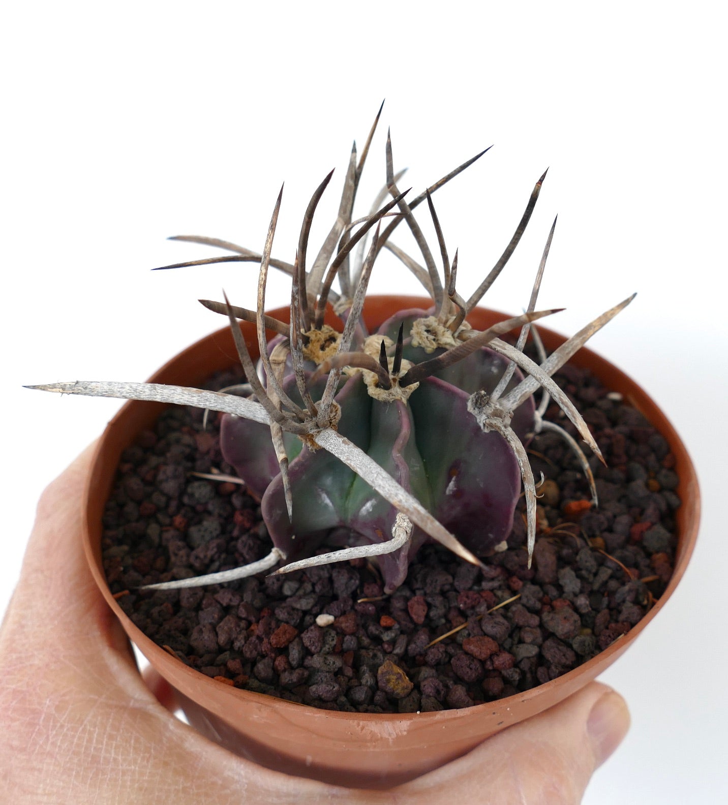 Astrophytum capricorne cv BUFFALO (syn. Taiho-gyoku) DM07