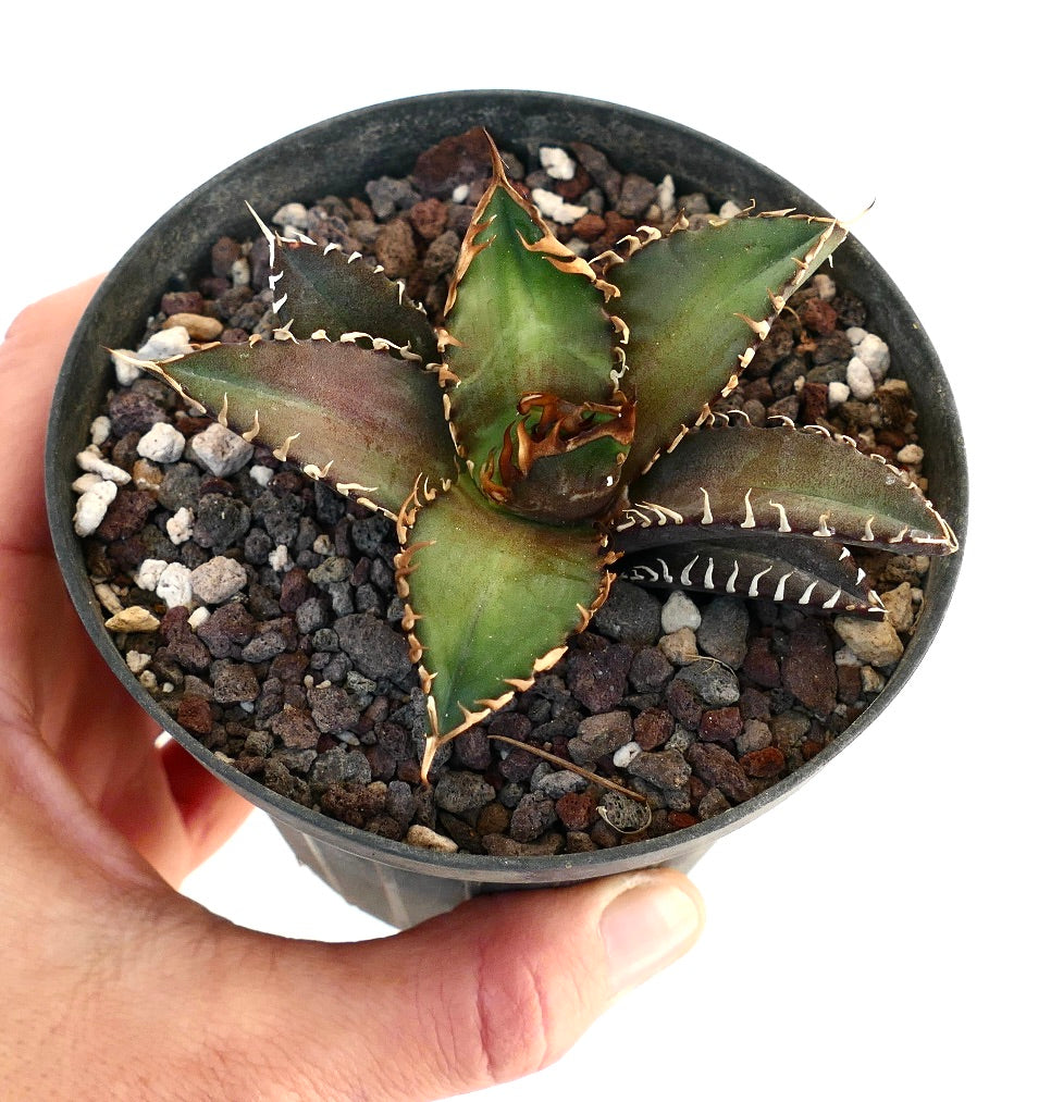 Agave titanota cv SHARK SHOUI CM2