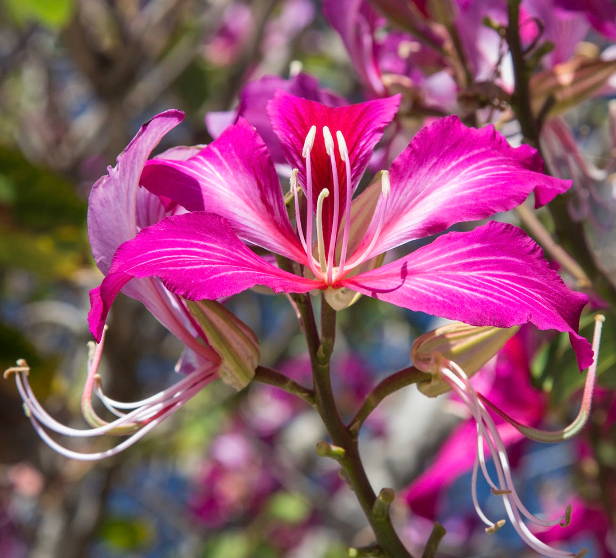 Bauhinia purpurea SEMI