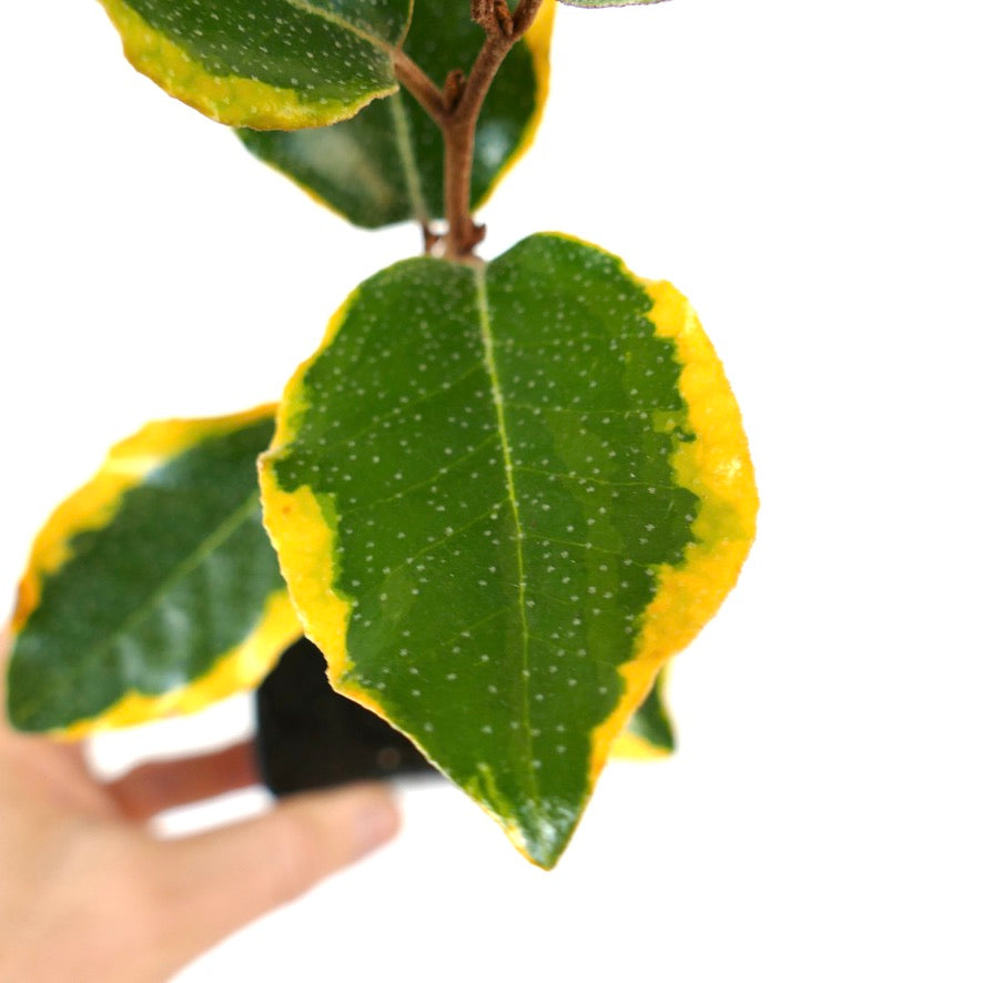 Eleagnus ebbingei VARIEGATED