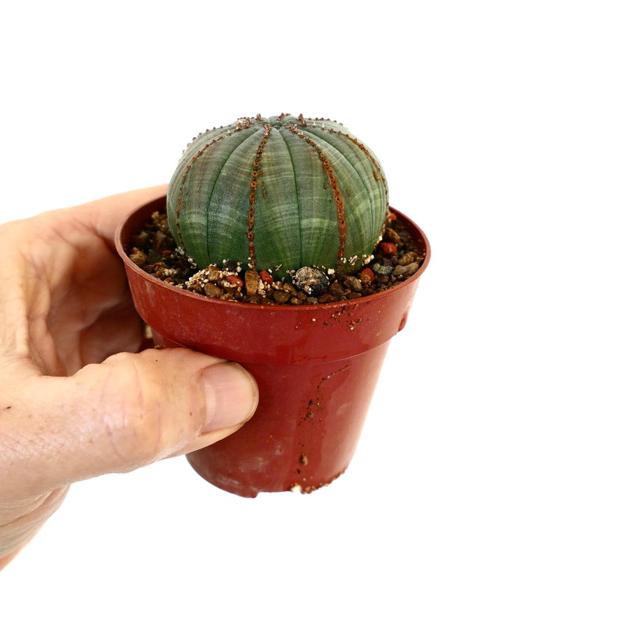 Euphorbia obesa AG4