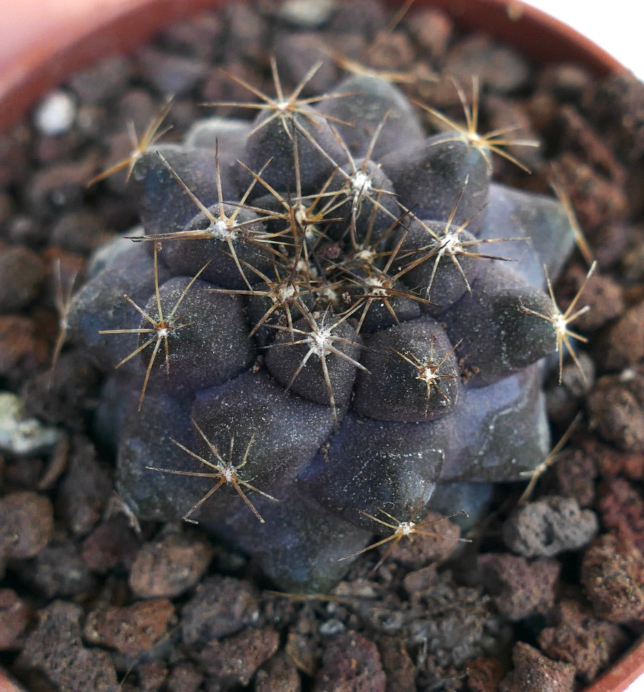 Copiapoa griseoviolacea X serpentisulcata 80SX