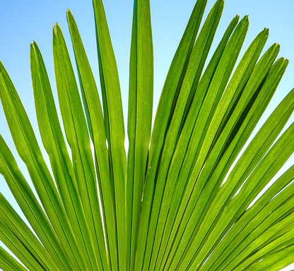 Trachycarpus fortunei