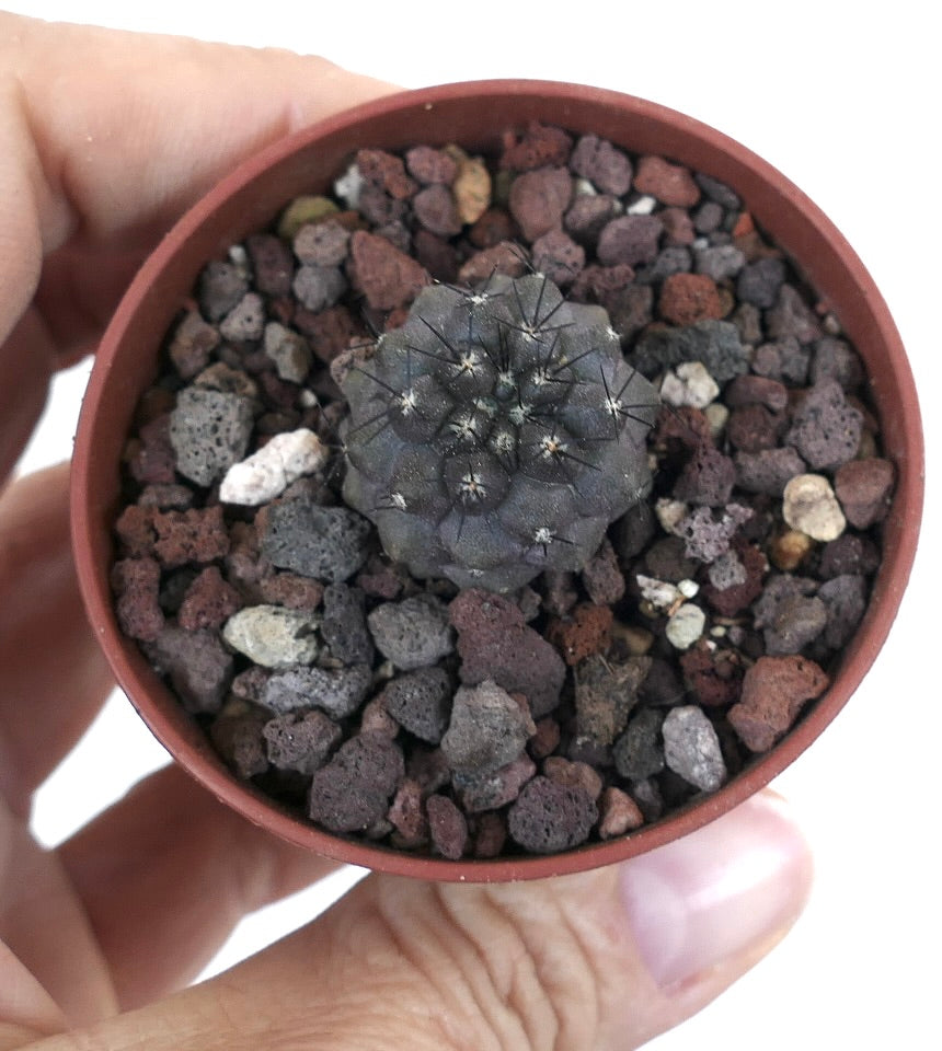 Copiapoa cinerea X humilis 16228