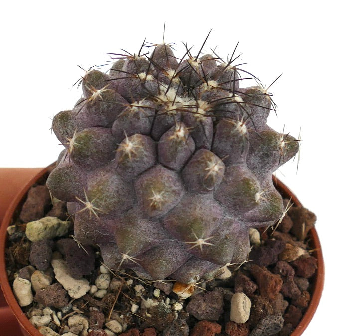 Copiapoa humilis Q25