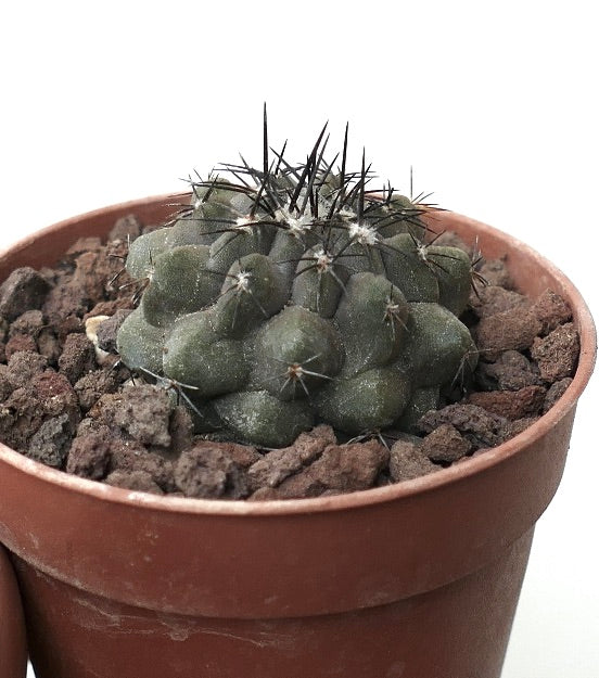 Copiapoa cinerea X humilis XF412