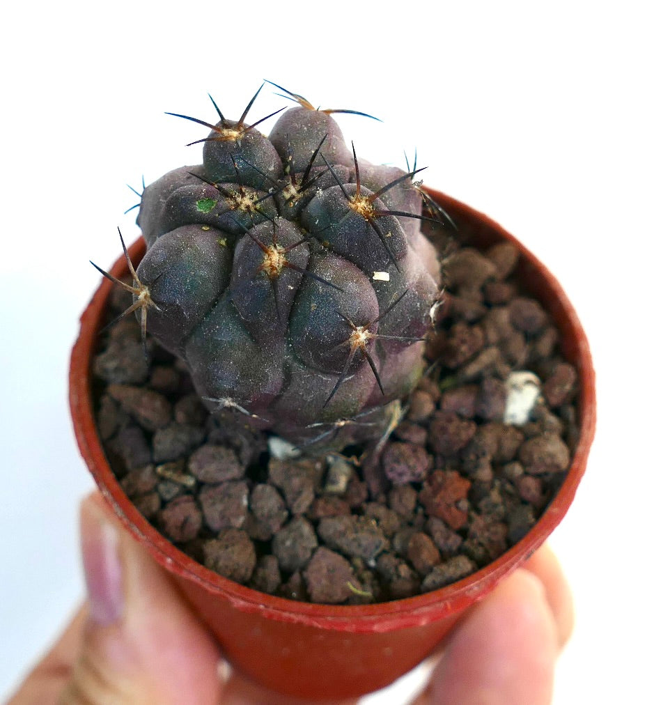 Copiapoa griseoviolacea SF1