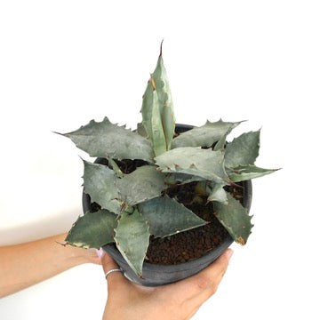 Agave colorata succulent with thick blue-green leaves and sharp spines in black pot