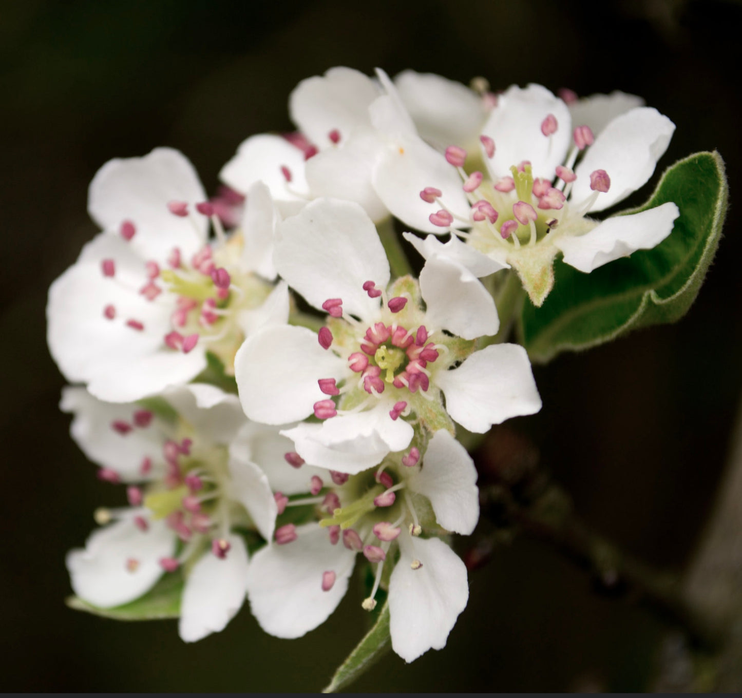 Pyrus amygdaliformis