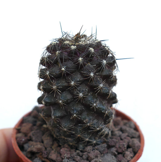 Copiapoa humilis WE323