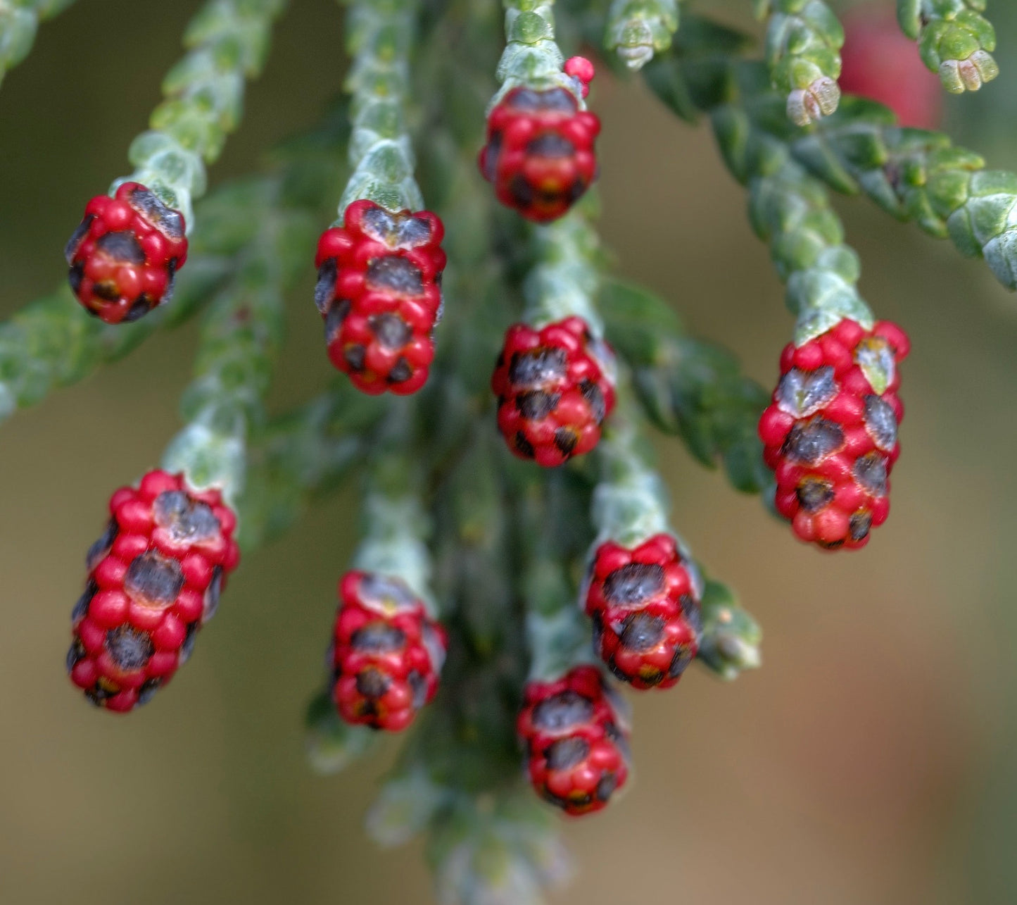 Chamaecyparis lawsoniana SEMI