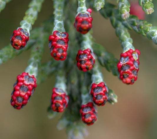 Chamaecyparis lawsoniana SEEDS