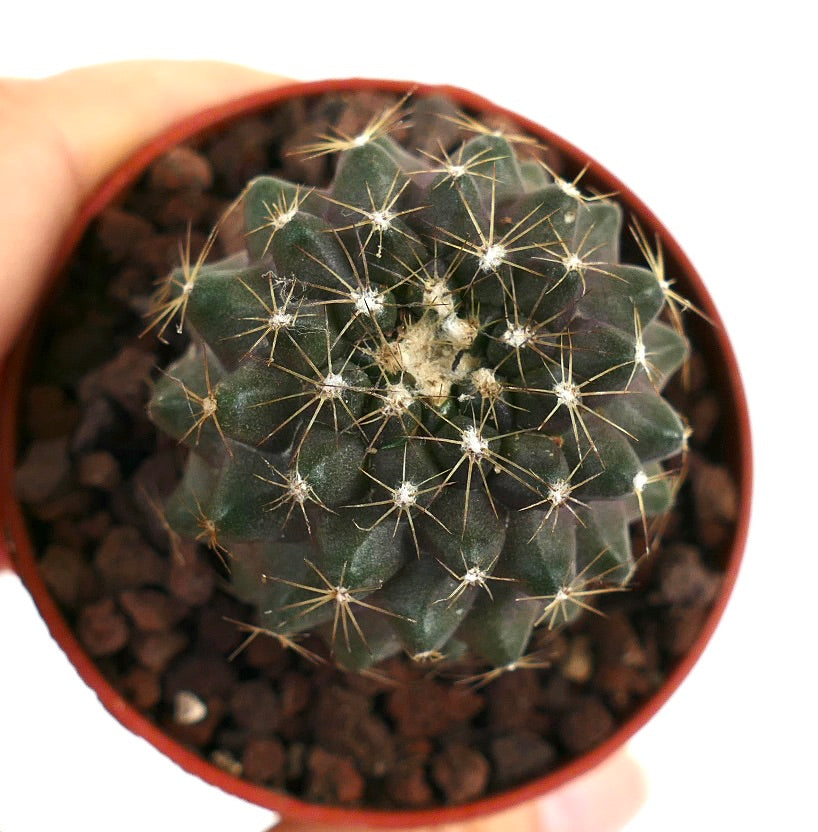 Copiapoa humilis X tenuissima WHITE SPINES SEMP15