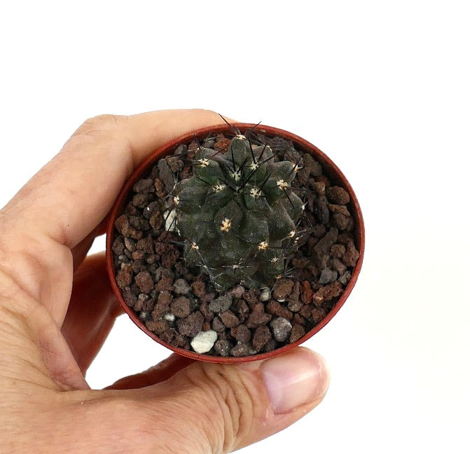 Copiapoa cinerea X humilis UA5-MF