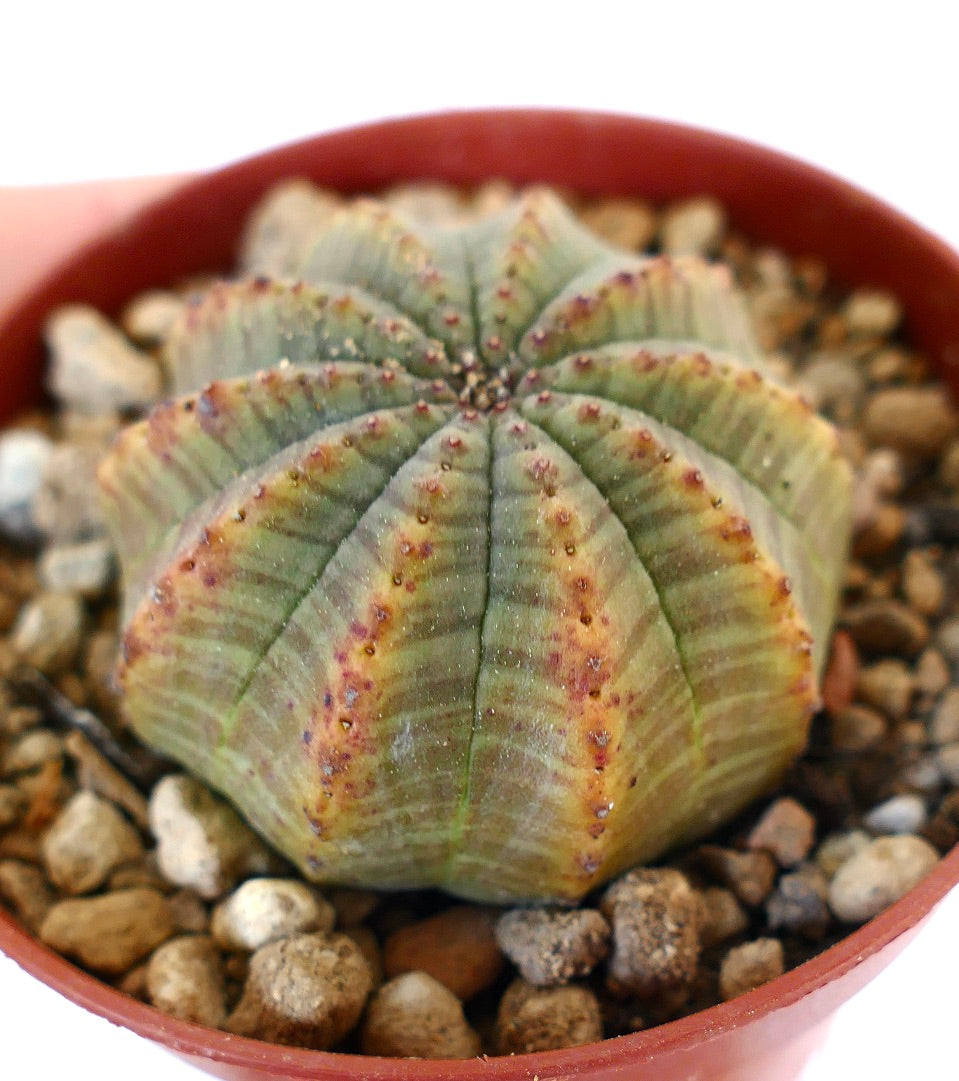 Euphorbia obesa MULTICOSTATUM WR731