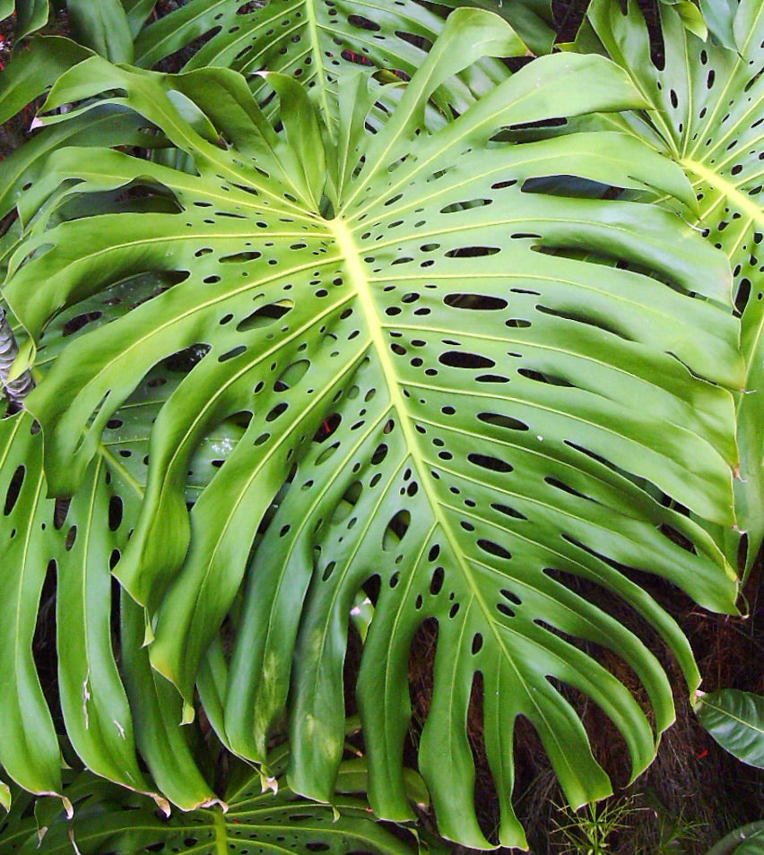 monstera deliciosa big leaf Monstera deliciosa
