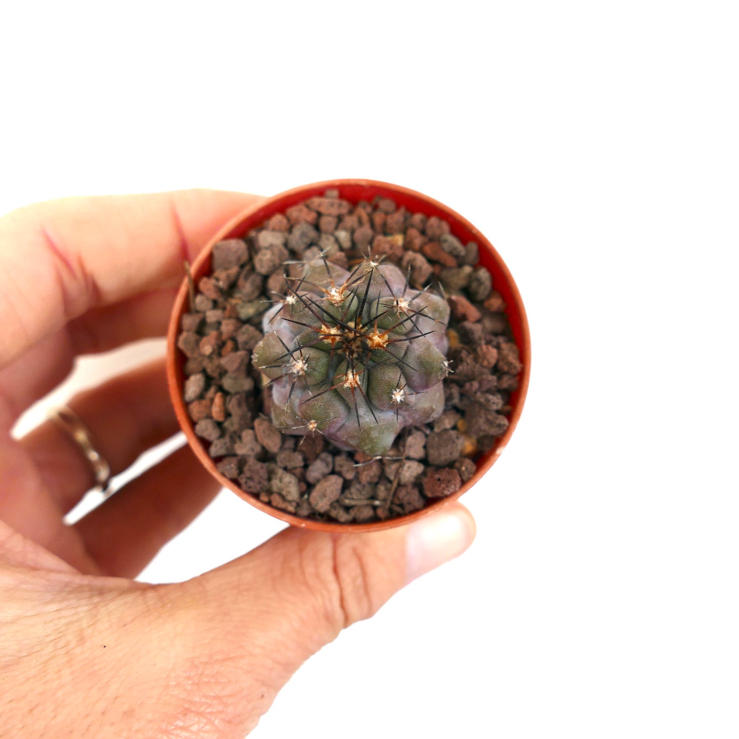 Copiapoa griseoviolacea X serpentisulcata 56A