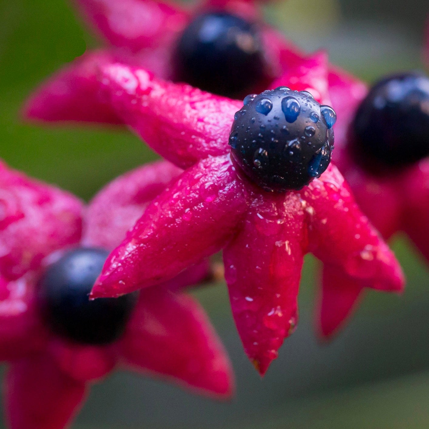 Clerodendrum trichotomum 20-40cm