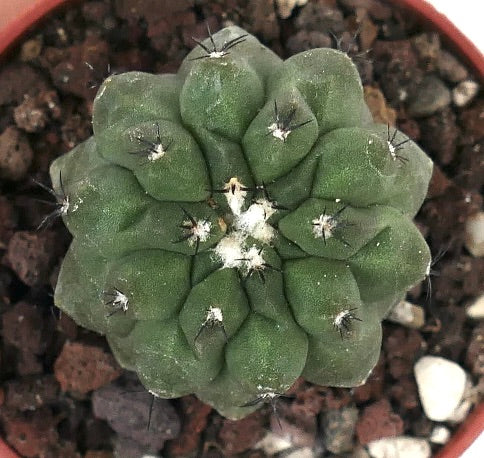 Copiapoa cinerea GREEN X hypogaea 60/2017