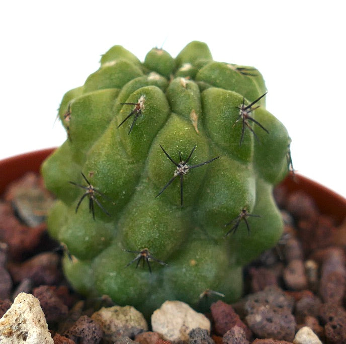 Copiapoa cinerea x hypogaea Z1N