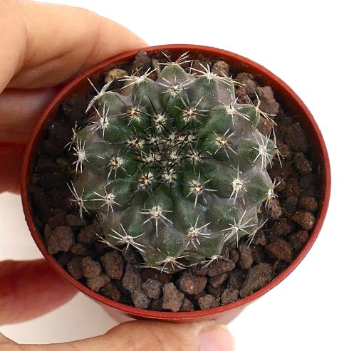 Copiapoa dura X cinerea RTA66