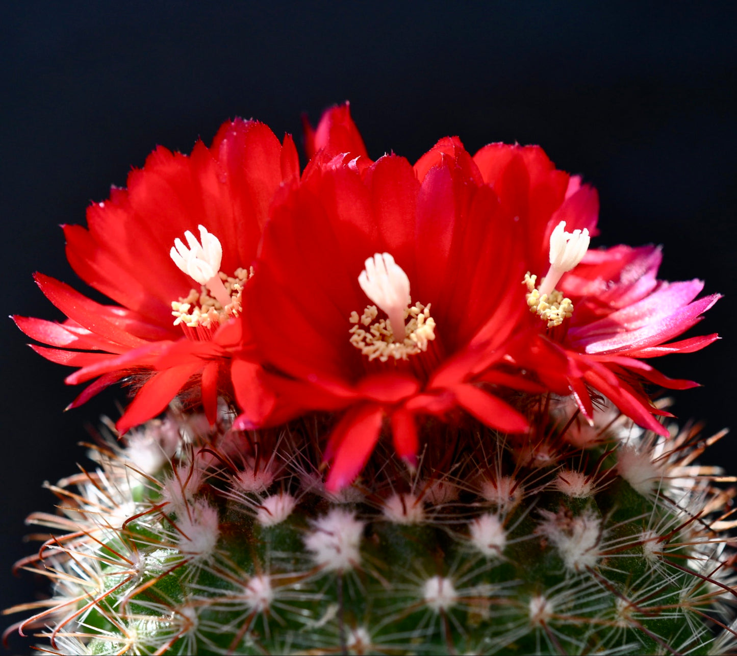 Parodia sanguiniflora SEEDS