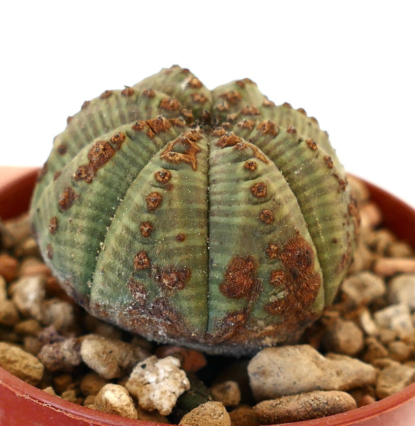 Euphorbia obesa DOTS & BROWN MARKS MP1