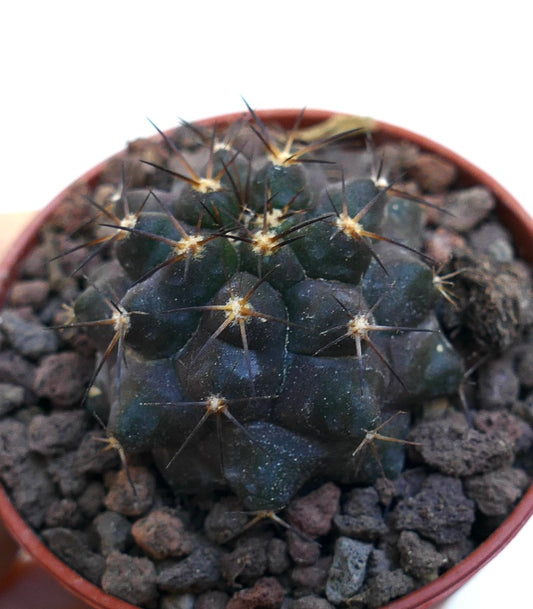 Copiapoa cinerea X Copiapoa serpentisulcata WE36