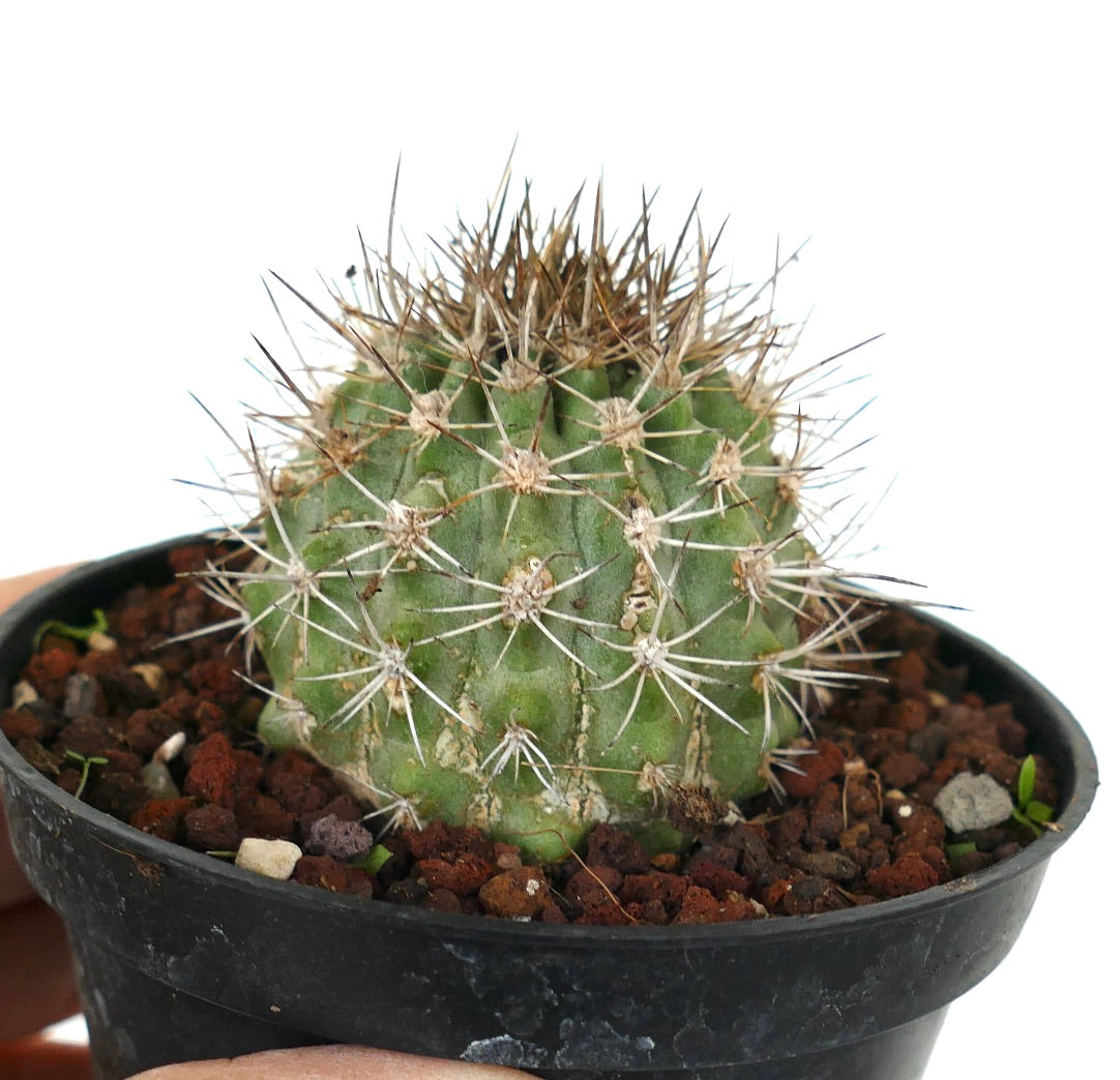 Copiapoa variispinata (Quebrada Izcuna on the south of Caleta Botija)