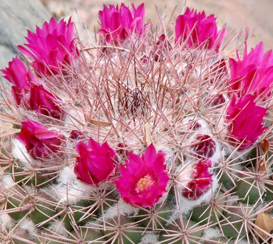 Mammillaria sonorensis SEEDS