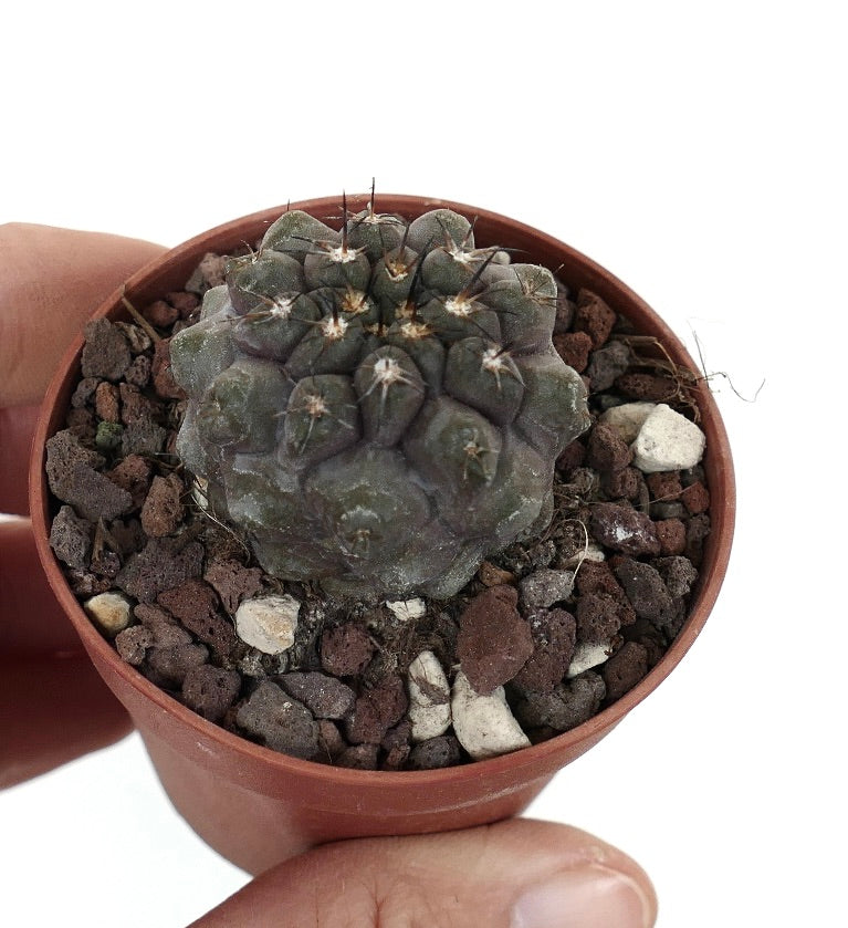 Copiapoa cinerea form nuda X Copiapoa cinerea KIKKO 6663-PU2427