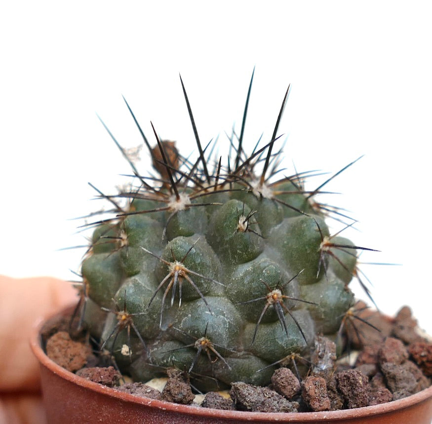 Copiapoa atacamensis SAB400