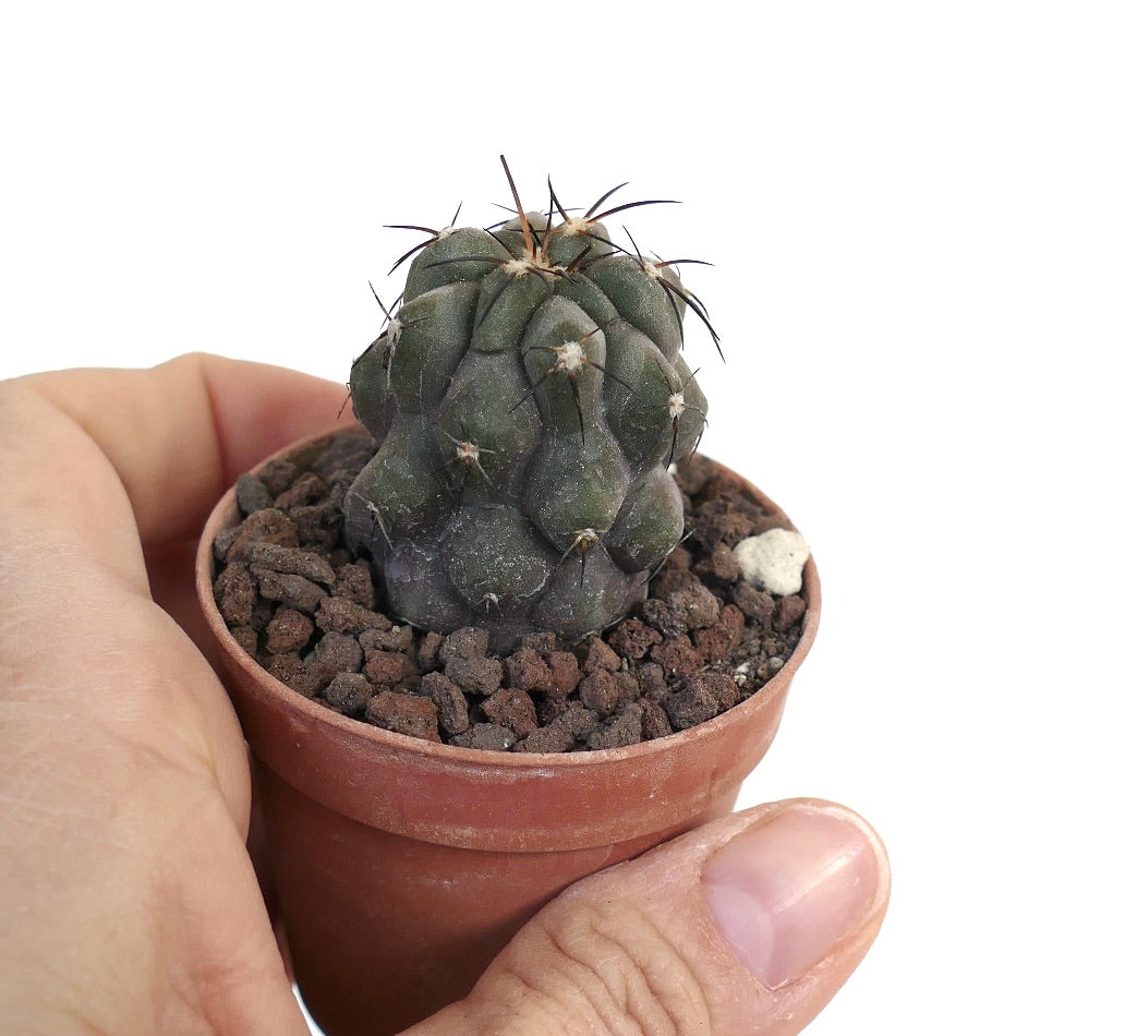 Copiapoa cinerea X bridgesii QZ1