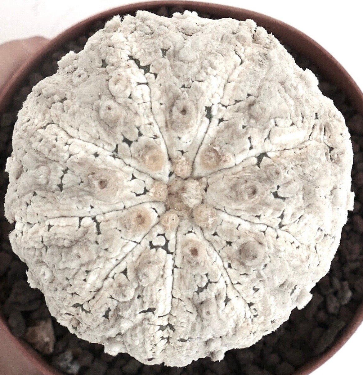 Astrophytum asterias cv SNOW BALL 9631