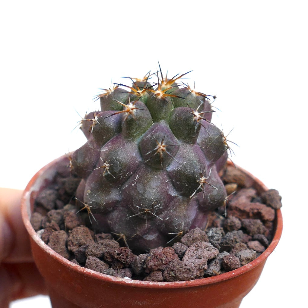 Copiapoa cinerea X griseoviolacea 23