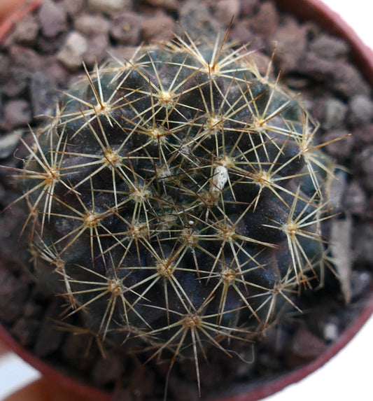 Copiapoa tenuissima ANTOFAGASTA (CHILE) HPF16