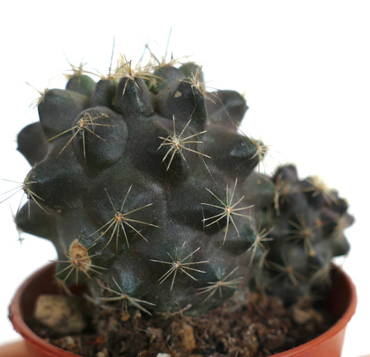 Copiapoa tenuissima X Copiapoa humilis BEL33