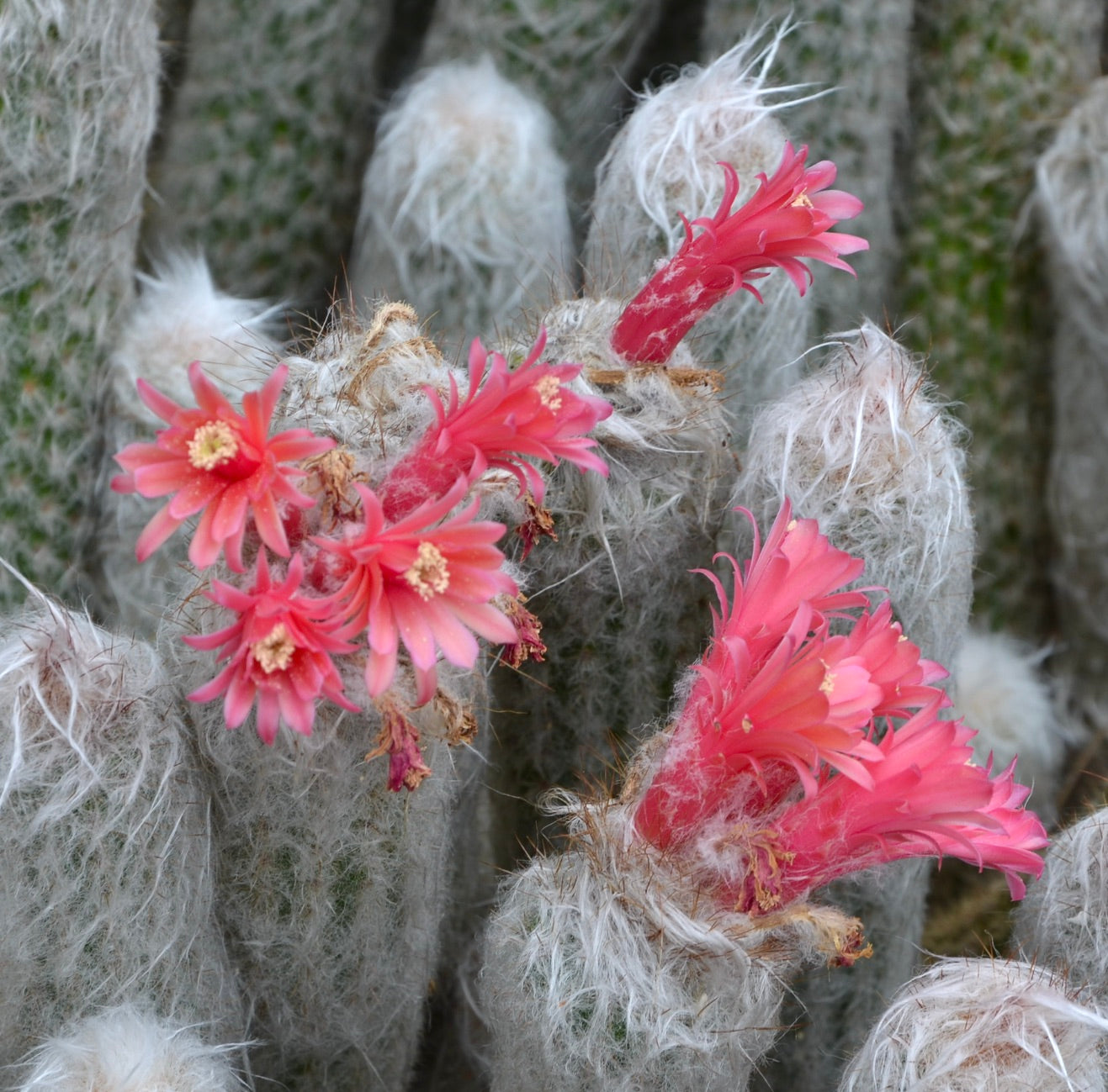 Morawetzia sericata SEEDS