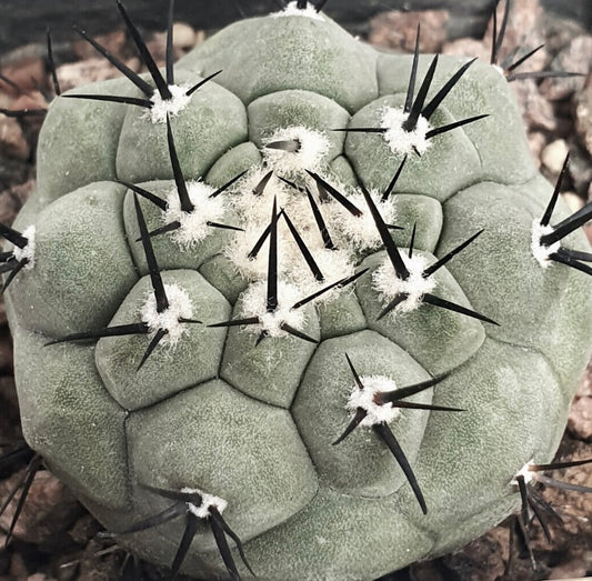 Copiapoa cinerea var. cinerea TALTAL