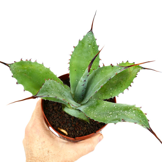 Agave f3 HYBRID (americana x bovicornuta x eborispina) by Mr. Corsi Q11