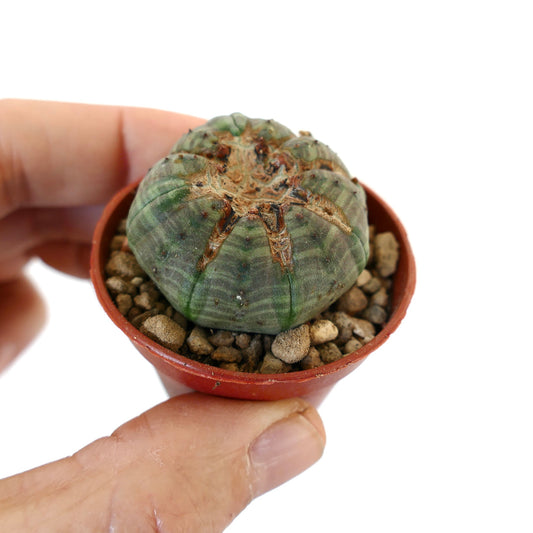 Euphorbia obesa MONSTRUOSUS APEX YY2