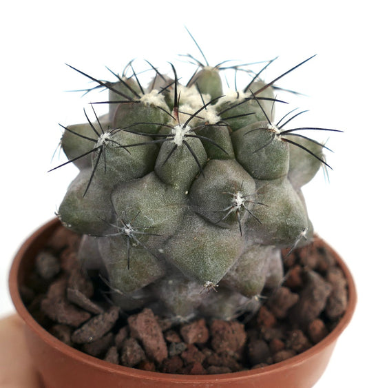 Copiapoa cinerea form KIKKO GREY X Copiapoa hypogaea HOU68