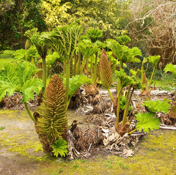 gunnera plant Gunnera manicata | Dramatic Foliage for Gardens | Dinosaur Food