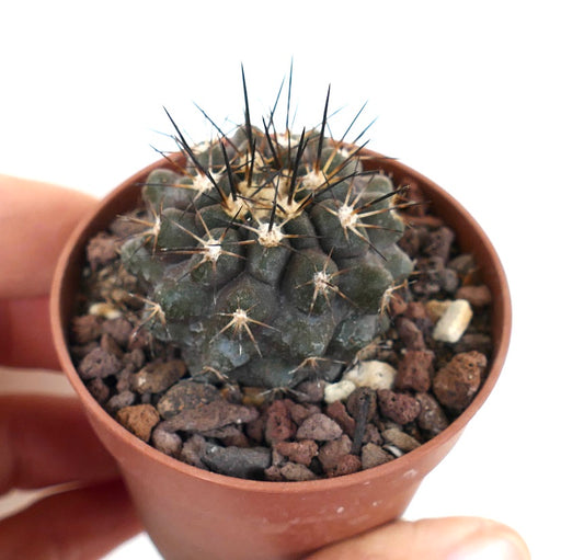 Copiapoa cinerea x atacamensis TC9