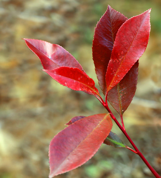Photinia x fraseri cv. "red robin" 30-40cm