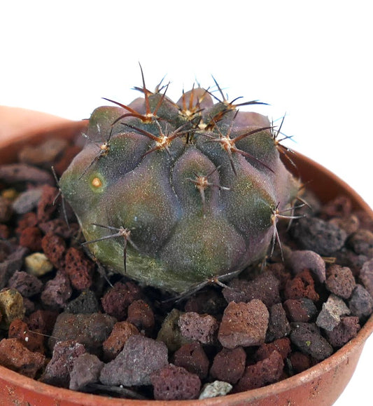 Copiapoa griseoviolacea X Copiapoa hasletoniana 4B