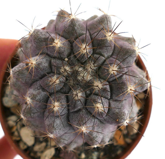 Copiapoa humilis form KIKKO PQ44