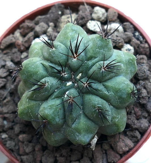 Copiapoa cinerea KIKKO GREEN X Copiapoa hypogaea SG4